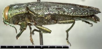 Media type: image;   Entomology 2696 Aspect: habitus lateral view